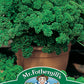 Mr Fothergill's Herb Seeds Parsley Moss Curled 2 - 1000 Seeds