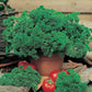 Mr Fothergill's Herb Seeds Parsley Afrodite - 500 Seeds