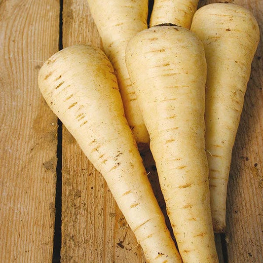 Mr Fothergill's Vegetable Seeds Parsnip Countess F1 - 200 Seeds