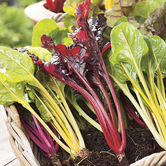 Mr Fothergill's Vegetable Seeds  Chard Bright Lights - 150 Seeds