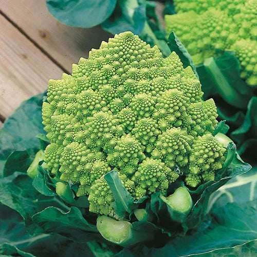 Mr Fothergill's Vegetable Seeds Cauliflower (Broccoli) Romanesco Natalino - 250 Seeds