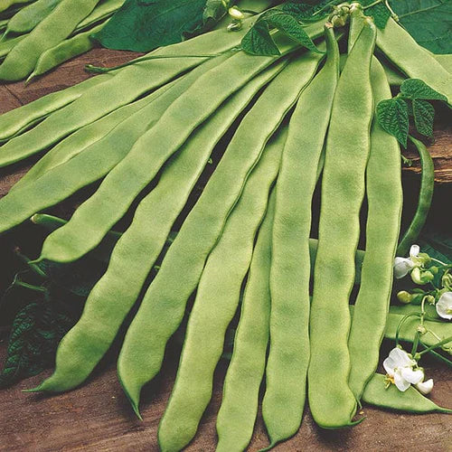 Mr Fothergill's Vegetable Seeds Climbing French Bean Pantheon - 50 Seeds