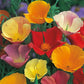 Mr Fothergill's Flower Seeds Californian Poppy Single Mixed - 500 Seeds