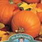 Mr Fothergill's Vegetable Seeds Pumpkin Baby Bear - 10 Seeds