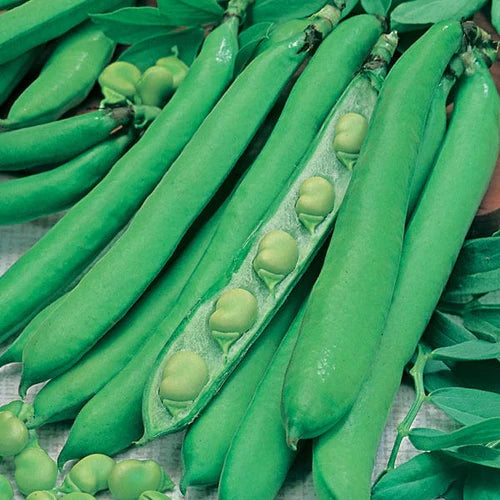 Mr Fothergill's Vegetable Seeds Broad Bean Masterpiece Green Long - 45 Seeds