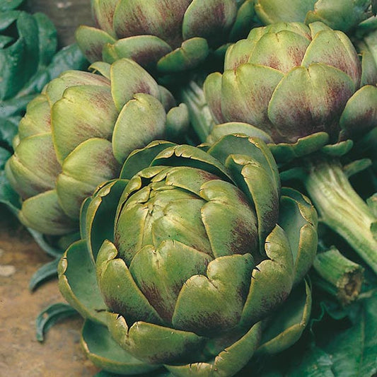 Mr Fothergill's Vegetable Seeds Artichoke Green Globe - 50 Seeds