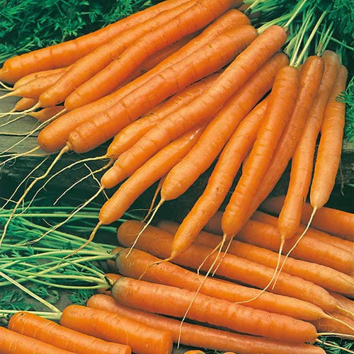 Mr Fothergill's Vegetable Seeds Carrot Amsterdam Forcing 2 Solo - 1,500 Seeds