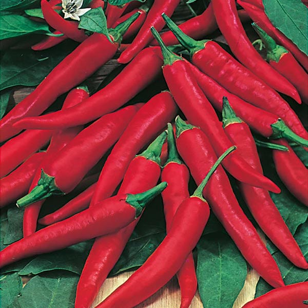 Mr Fothergill's Vegetable Seeds Pepper Hot De Cayenne - 60 Seeds