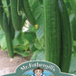 Mr Fothergill's Salad Seed Cucumber Carmen F1 - 5 Seeds