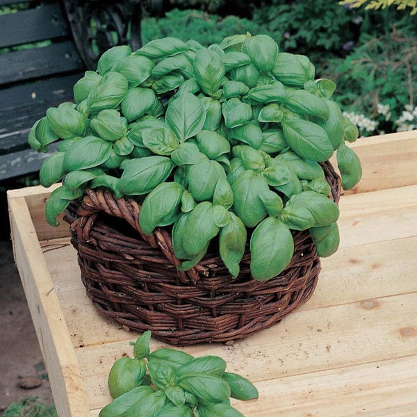 Mr Fothergill's Herb Seeds Mat Basil Sweet - 5 Mats