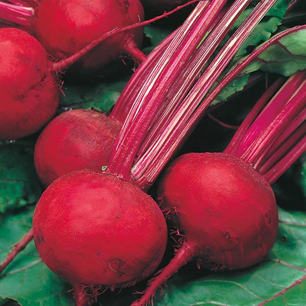 Mr Fothergill's Vegetable Seeds Beetroot Boltardy Bumper Pack - 550 Seeds