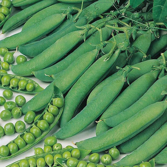 Mr Fothergill's Vegetable Seeds Pea Hurst Green Shaft - 400 Seeds