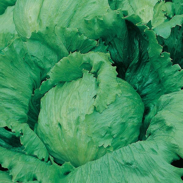 Mr Fothergill's Salad Seeds Lettuce Saladin - 750 Seeds