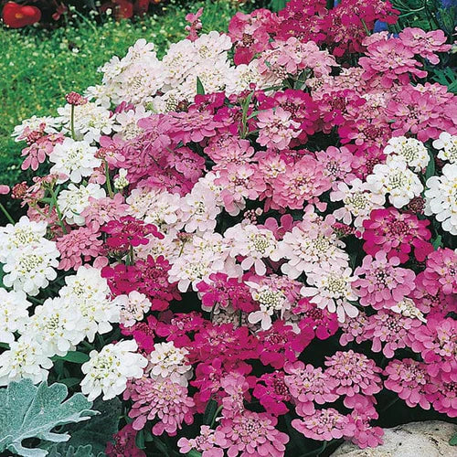 Mr Fothergill's Flower Seeds Candytuft Fairy Mixed - 500 Seeds