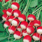 Mr Fothergill's Salad Seeds Radish Sparkler 3 - 1000 Seeds