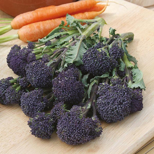 Mr Fothergill's Vegetable Seeds Broccoli Summer Purple Sprouting - 150 Seeds