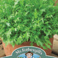 Mr Fothergill's Salad Seeds Mizuna - 500 Seeds