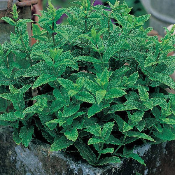 Mr Fothergill's Herb Seeds Mint  - 1,250 Seeds