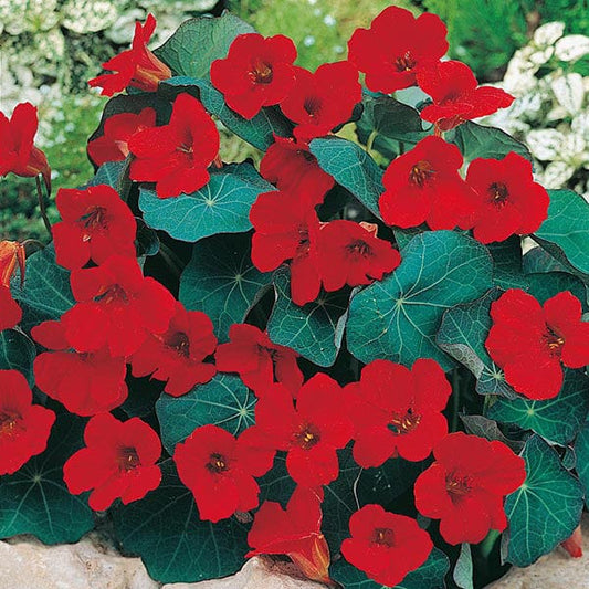 Mr Fothergill's Flower Seeds Nasturtium Empress of India - 25 Seeds