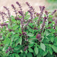 Mr Fothergill's Herb Seeds Basil Thai - 300 Seeds