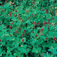 Mr Fothergill's Vegetable Seeds Green Manure Crimson Clover - 5g Covers 15sq.m