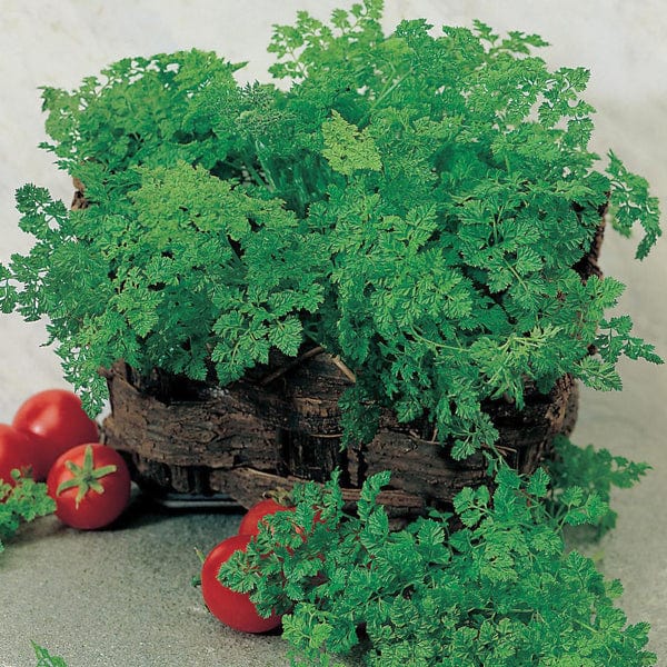 Mr Fothergill's Herb Seeds Chervil Simple - 1,000 Seeds