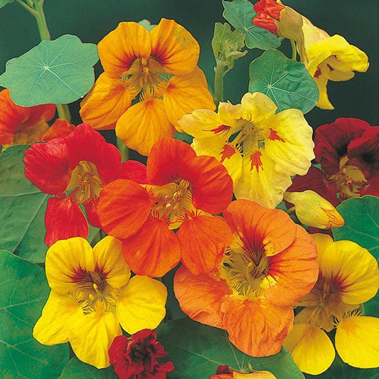 Mr Fothergill's Flower Seeds Nasturtium Trailing Mixed - 35 Seeds