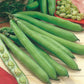 Mr Fothergill's Vegetable Seeds Broad Bean  - 50 Seeds