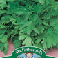 Mr Fothergill's Herb Seeds Parsley Giant of Italy - 750 Seeds