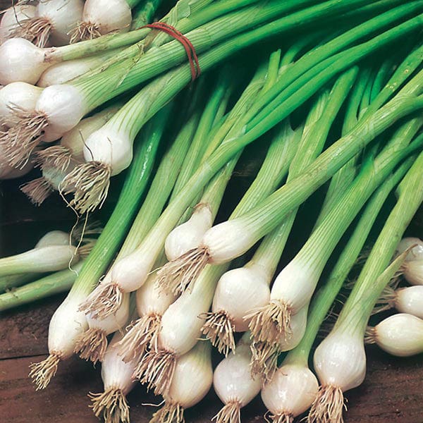 Mr Fothergill's Salad Seeds Onion (Spring) White Lisbon - 650 Seeds