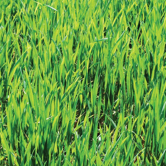 Mr Fothergill's Vegetable Seeds Green Manure Winter Rye - 100g Covers 6sq.m