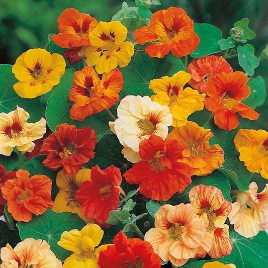 Mr Fothergill's Flower Seeds Nasturtium Jewel Mixed - 35 Seeds