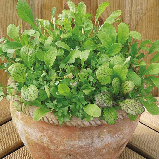 Mr Fothergill's Salad Seeds Mixed Mesclun - 500 Seeds