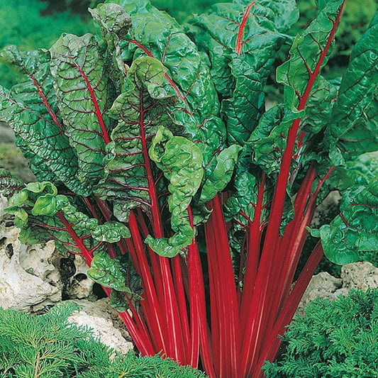 Mr Fothergill's Vegetable Seeds Chard Rhubarb Vulcan - 125 Seeds