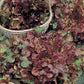 Mr Fothergill's Salad Seeds Lettuce Salad Bowl Red - 1,250 Seeds