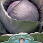 Mr Fothergill's Vegetable Seeds Cabbage Red Romanov F1 - 30 Seeds