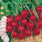 Mr Fothergill's Salad Seeds Radish Prinz Rotin - 500 Seeds