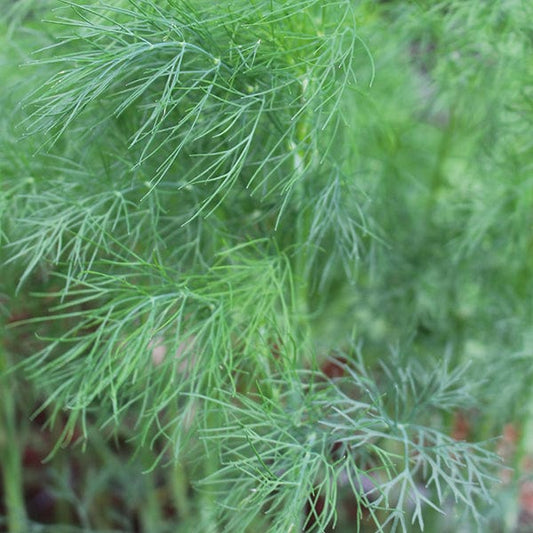 Mr Fothergill's Herb Seeds Dill - 750 Seeds