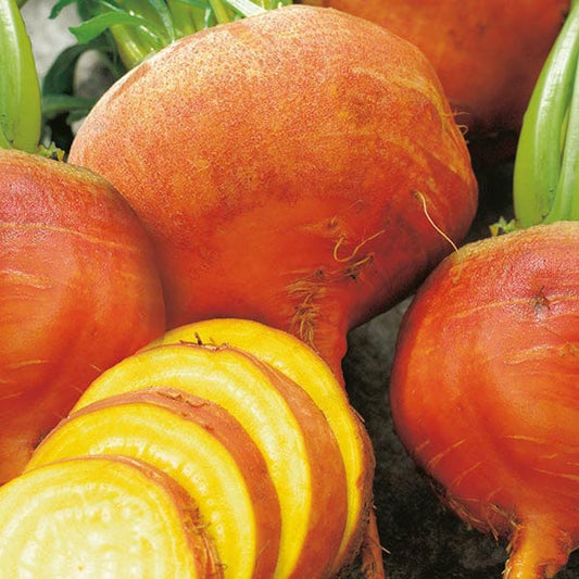 Mr Fothergill's Vegetable Seeds Beetroot Burpees Golden - 125 Seeds