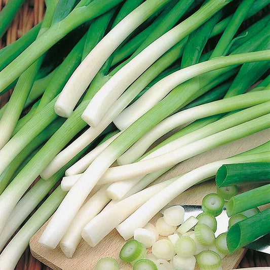 Mr Fothergill's Salad Seeds Onion (Spring) Ishikura - 500 Seeds