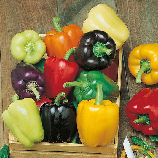 Mr Fothergill's Vegetable Seeds Pepper (Sweet) Colour Spectrum - 50 Seeds