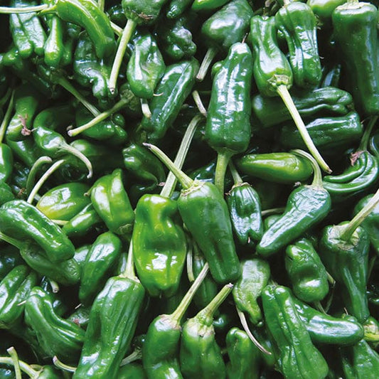 Mr Fothergill's Vegetable Seeds Pepper (Hot) Padron - 20 Seeds