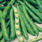 Mr Fothergill's Vegetable Seeds Broad Bean Bunyards Exhibition  - 50 Seeds