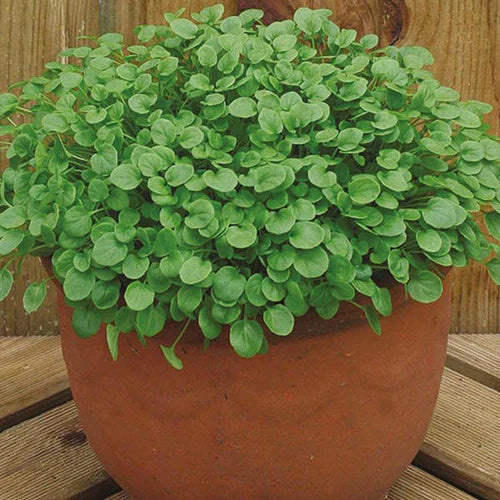 Mr Fothergill's Salad Seeds Cress American Land - 1,000 Seeds