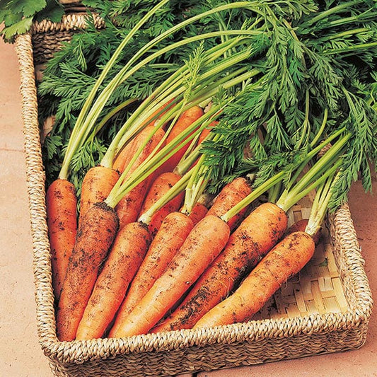 Mr Fothergill's Vegetable Seeds Carrot Resistafly Tozresis F1 - 400 Seeds