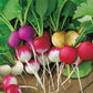 Mr Fothergill's Salad Seeds Radish Bright Lights - 400 Seeds