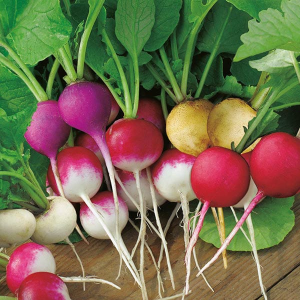 Mr Fothergill's Salad Seeds Radish Bright Lights - 400 Seeds