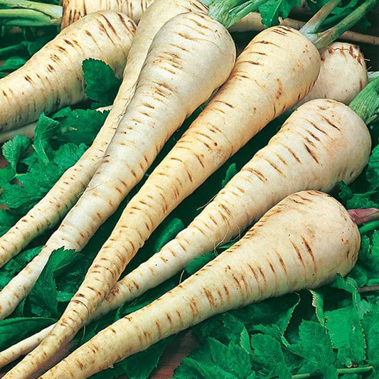 Mr Fothergill's Vegetable Seeds Parsnip Tender & True - 500 Seeds