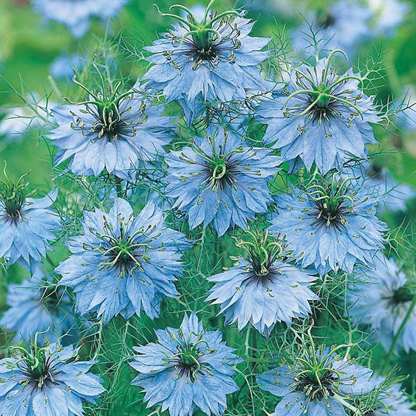 Mr Fothergill's Flower Seeds Nigella Love in a Mist Miss Jekyl - 500 Seeds