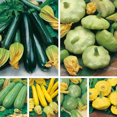 Mr Fothergill's Vegetable Seeds Courgettes & Summer Squashes Collection - 48 Mixed Seeds